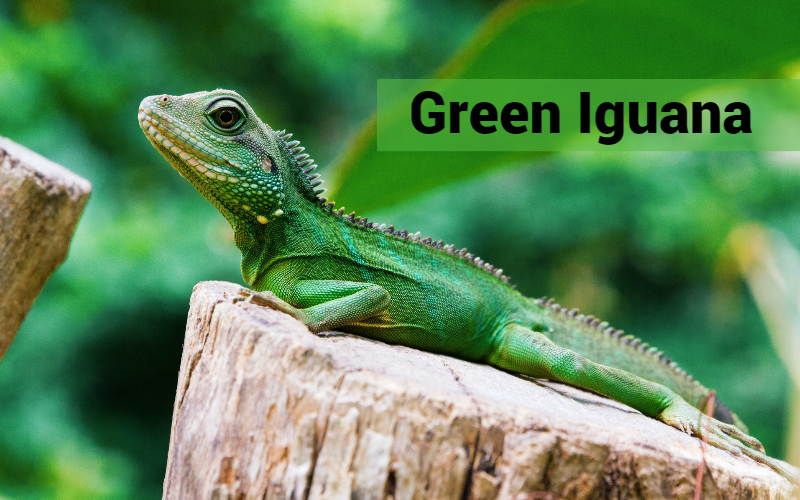 Caring For Your Pet Lizard Green Iguana The Barnyard Supply Co