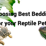 best reptile pets bedding