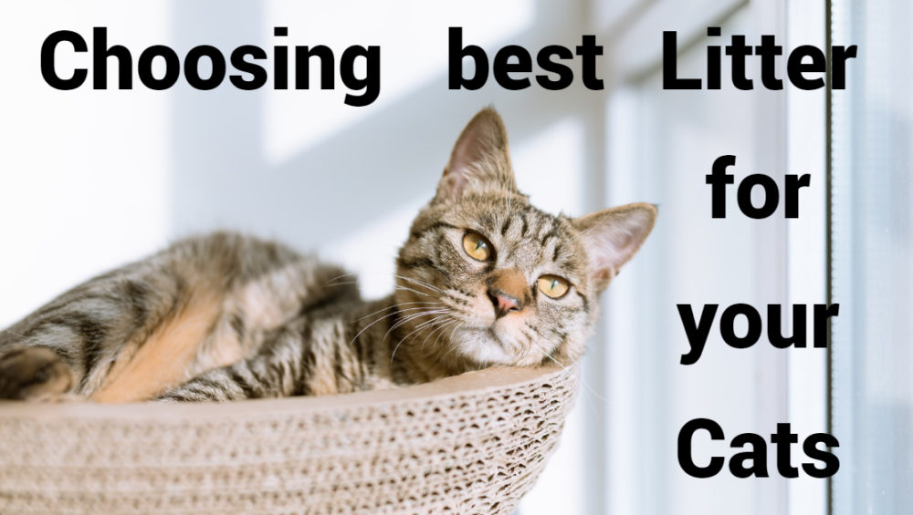 choosing best litter for your cats