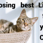choosing best litter for your cats