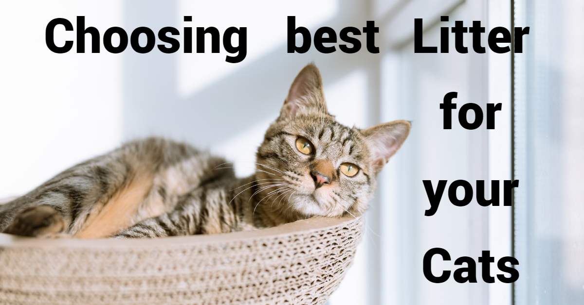 Choosing Best Litter for your Cats - The Barnyard Supply Co