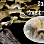 caring for boa constrictor