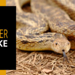 snake-caring-gopher-snake