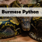 pet-snake-caring-burmese-python