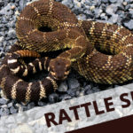 pet-snake-caring-rattlesnake
