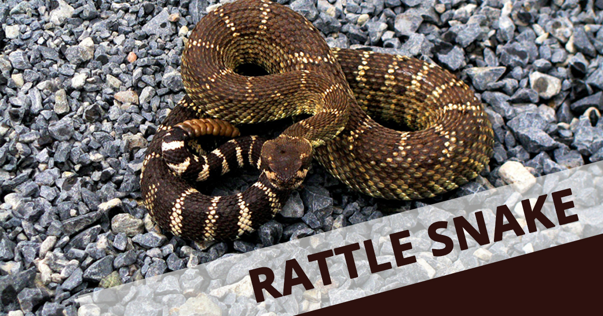 Snake Owning 101: Heat, Humidity, and Habitat