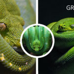 a-guide-on-pet-snake-caring-green-tree-python