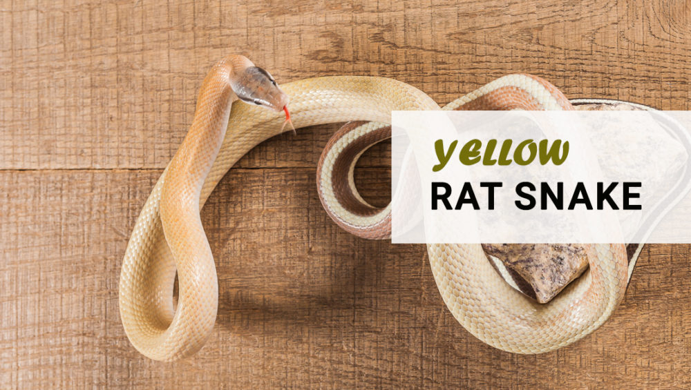 yellow-rat-snake