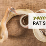yellow-rat-snake