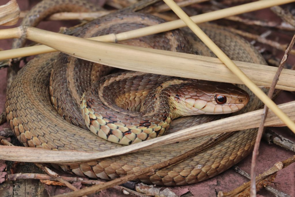 A Guide On Pet Snake Caring – Garter Snake - The Barnyard Supply Co