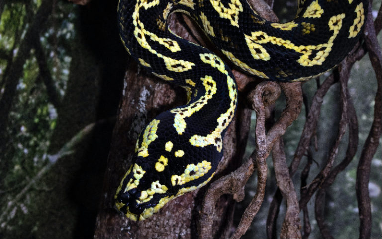 A Guide on Pet Snake Caring – Burmese Python - The Barnyard Supply Co