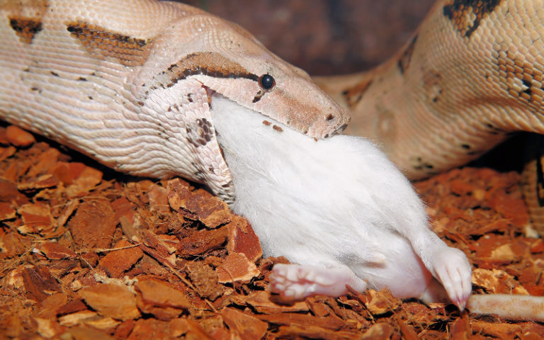 A Guide on Pet Snake Caring – Burmese Python - The Barnyard Supply Co