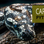 pet-breeding-caring-carpet-python