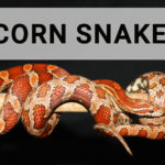 corn-snake-caring