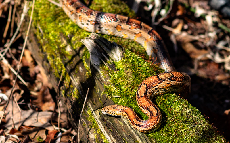A Guide on Pet Snake Caring Corn Snake The Barnyard Supply Co