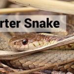 garter-snake-caring