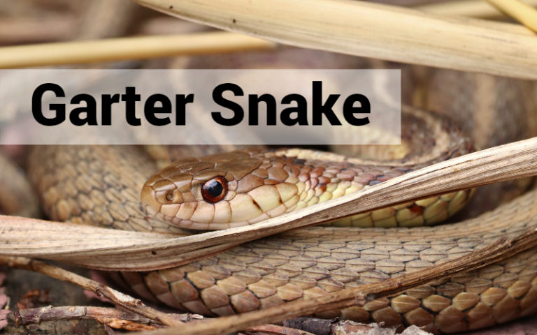 A Guide On Pet Snake Caring – Garter Snake - The Barnyard Supply Co