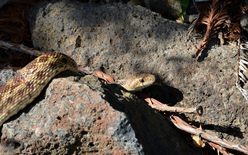 A Guide on Pet Snake Caring Gopher Snake The Barnyard Supply Co