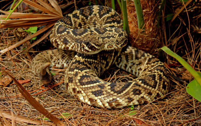 A Guide on Pet Snake Caring – Gopher Snake - The Barnyard Supply Co