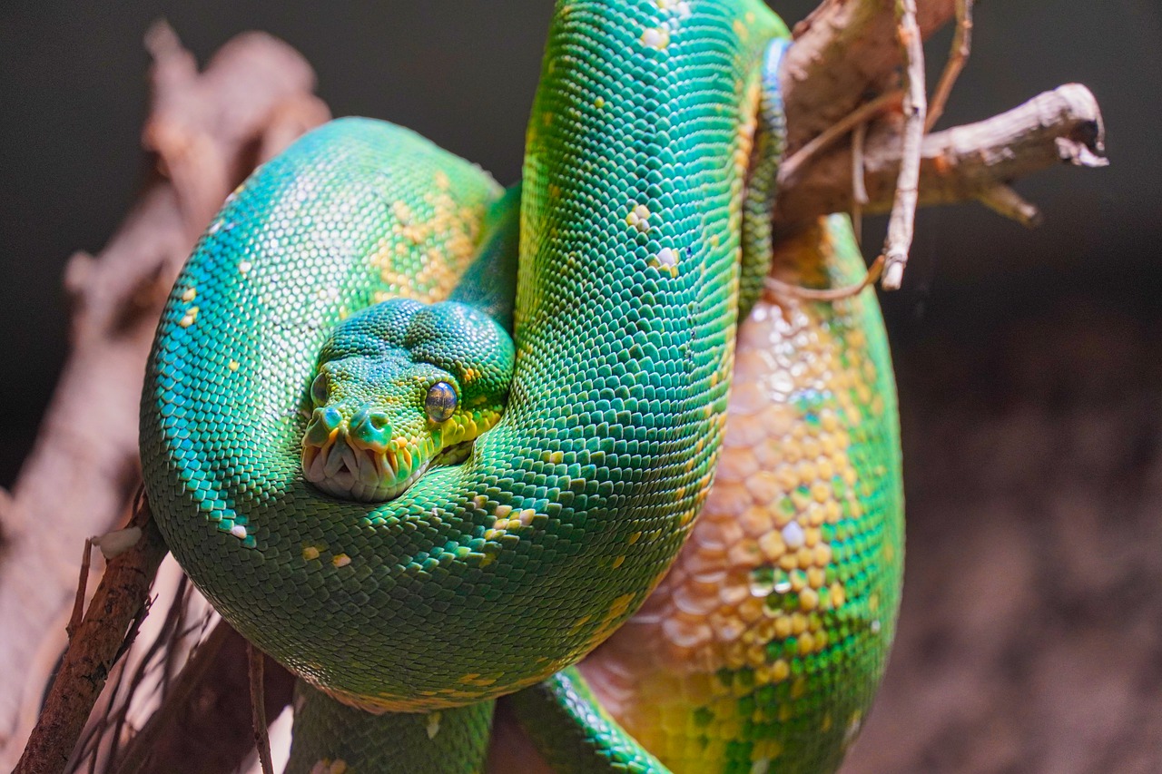 A Guide on Pet Snake Caring – Green Tree Python - The Barnyard Supply Co