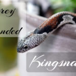 grey-banded-kingsnake