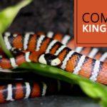 kingsnake habitat