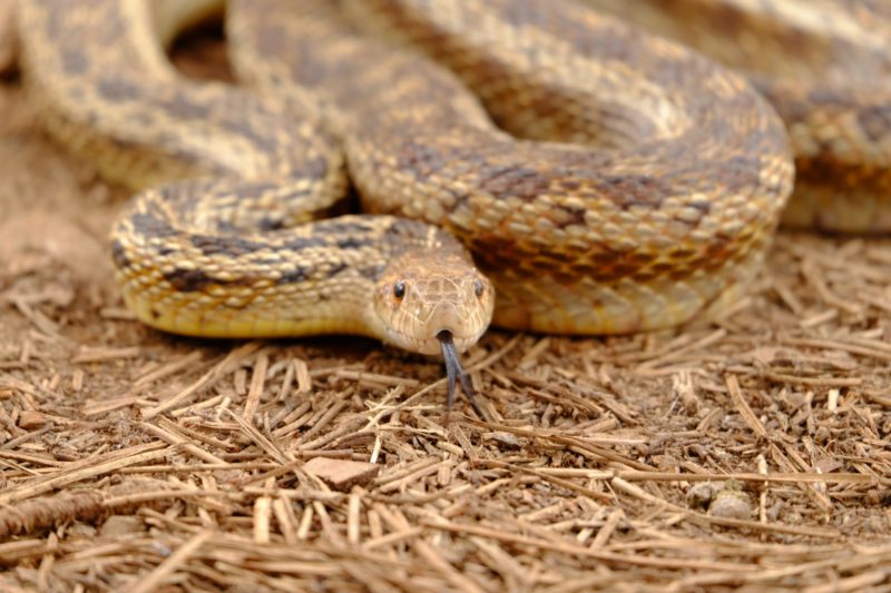 A Guide on Pet Snake Caring – Rattlesnake - The Barnyard Supply Co