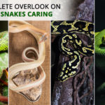 complete-snake-caring
