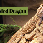 pet-lizard-caring-bearded-dragon