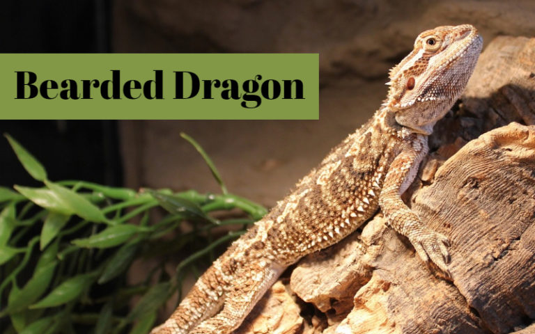 Caring for your Pet Lizard - Bearded Dragon - The Barnyard Supply Co