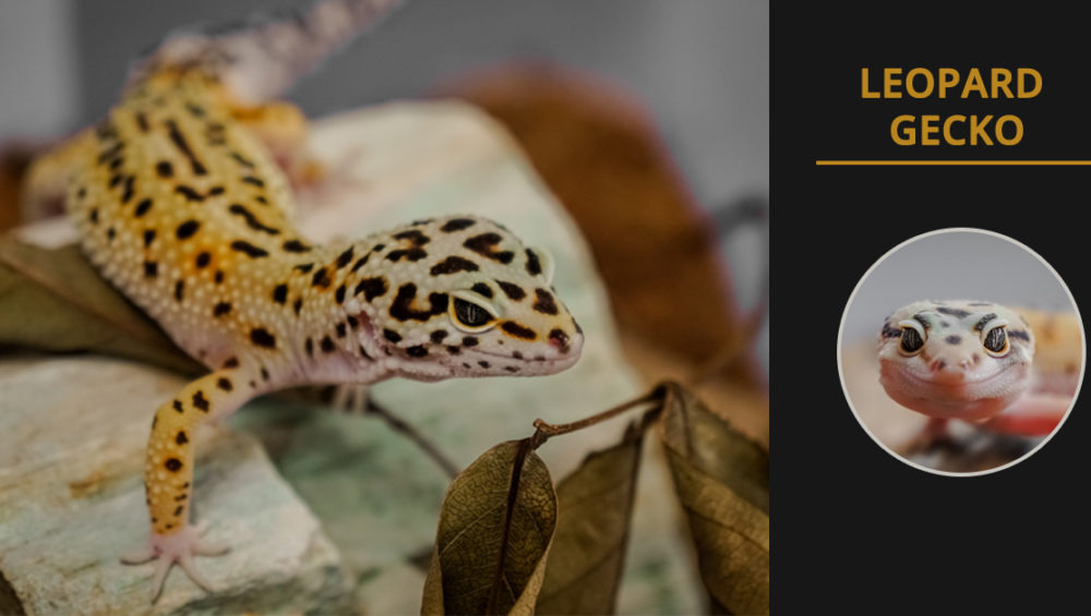 leopard gecko caring