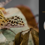 leopard gecko caring