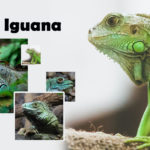 green-iguana-poster