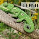 chameleon-poster
