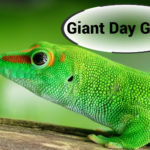 giant-day-gecko-1