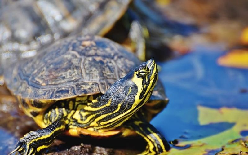 Caring for your Pet Turtle - Aquatic Turtle - The Barnyard Supply Co