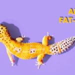 african-fat-tailed-gecko