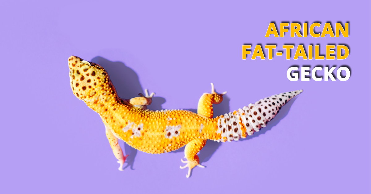 Caring for your pet Lizards African FatTailed Geckos The Barnyard