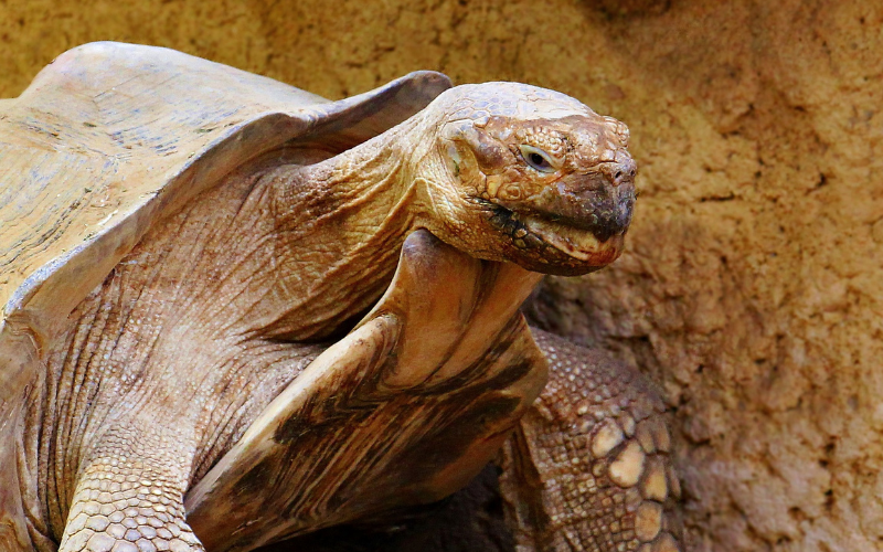 Caring for your Pet Turtle Tortoise The Barnyard Supply Co