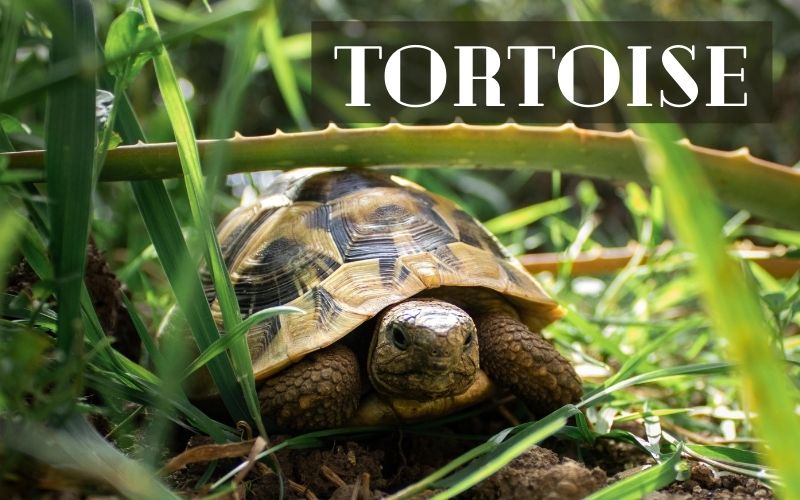 Caring For Your Pet Turtle - Tortoise - The Barnyard Supply Co