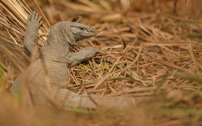 A Guide On Pet Lizard Caring Monitor Lizard The Barnyard Supply Co