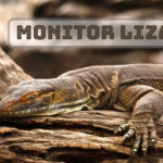 lizard-blog-monitor-lizard