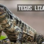 tegus lizard featured