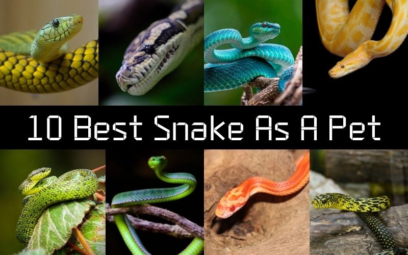 10 Best Snake As Pet - The Barnyard Supply Co