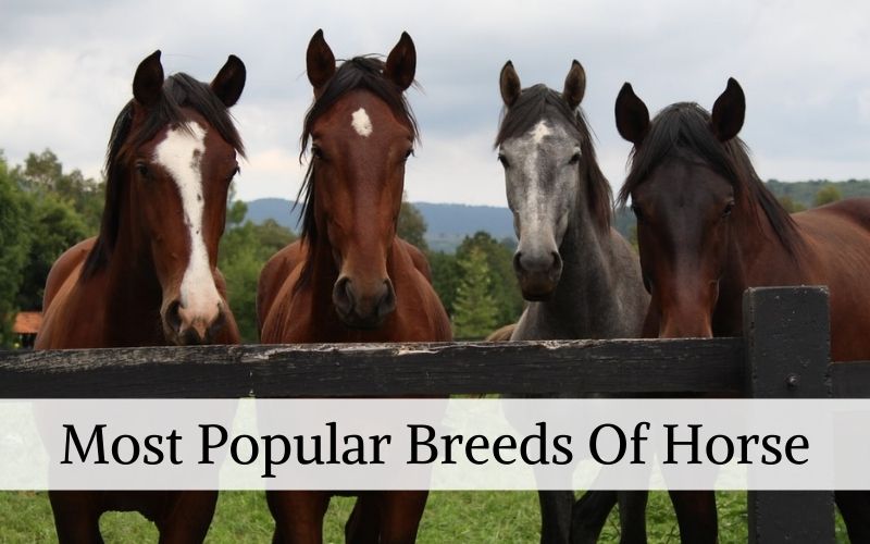 Most Popular Breeds Of Horse - The Barnyard Supply Co