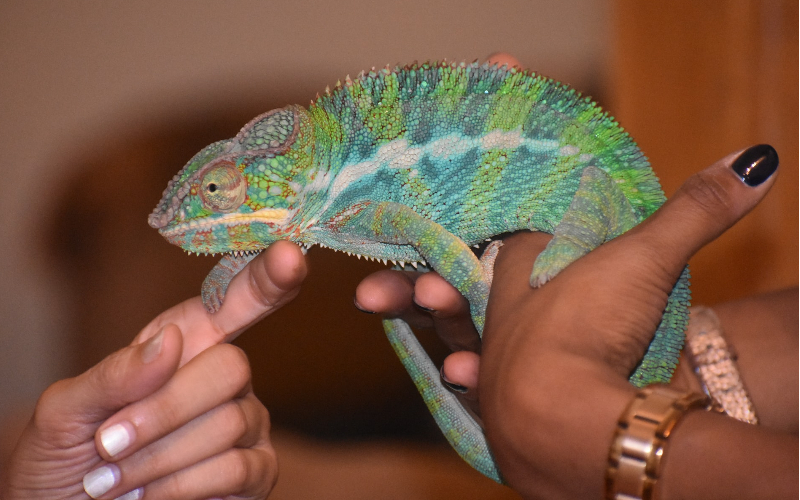 10 Best Lizards As A Pet - The Barnyard Supply Co