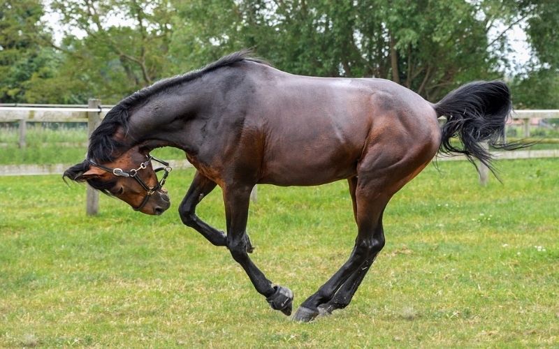 Why Do Horses Make Great Companion? The Barnyard Supply Co