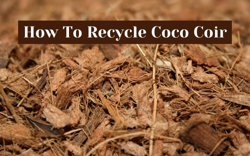 is coconut coir toxic to dogs