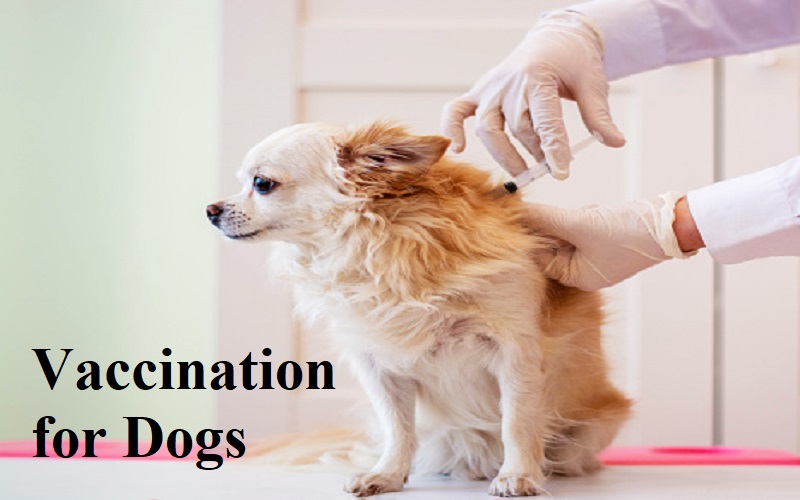 Vaccination for Dogs: - The Barnyard Supply Co