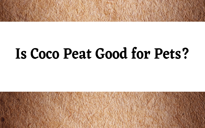 is coconut coir toxic to dogs